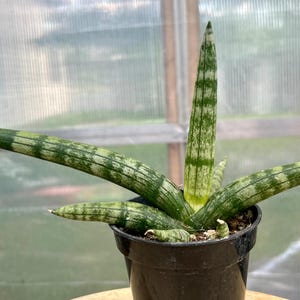3&quot; Sansevieria Cylindrica Boncel Live Plant, Starfish Snake Plant , Easy Care Plant, Live House Plant, Low Light Plant