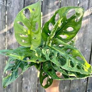4.5&quot; Monstera Adansonii Live Plant, Swiss Cheese Live Plant, Monstera Swiss cheese, Rare Houseplants