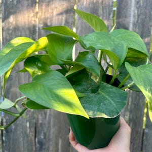 4.5&quot; Jade Pothos live plant, Easy Care Houseplant, Indoor trailing plant, Beginner Plant, vining plant, full plant