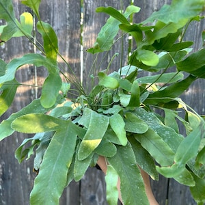 4&quot; Blue Star Fern live plant, Phlebodium aureum, Live Indoor Fern, Pinnatifid Blue-Green Fronds, easy care plant