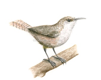 Canyon Wren 001 Watercolor Print