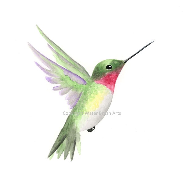 Ruby-Throated Hummingbird 01 Watercolor Print