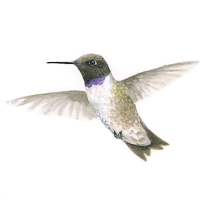 Black-Chinned Hummingbird Watercolor Print