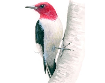 Red-Headed Woodpecker Watercolor Print