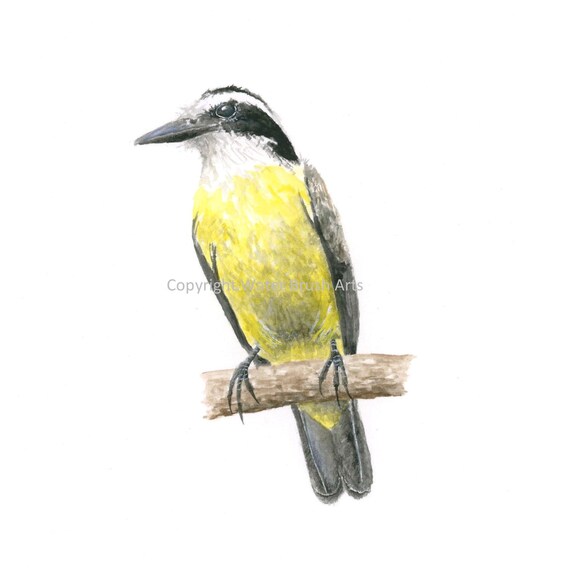 Great Kiskadee Original Watercolor Painting - Etsy