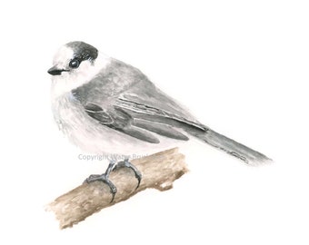 Canada Jay Watercolor Print