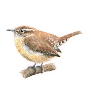 Carolina Wren Original Watercolor Painting