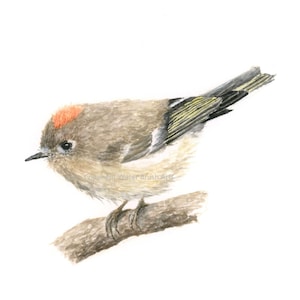 May include: Watercolor painting of a small brown bird with a bright orange crown perched on a branch. The bird has a long, thin beak and a yellow and black tail.