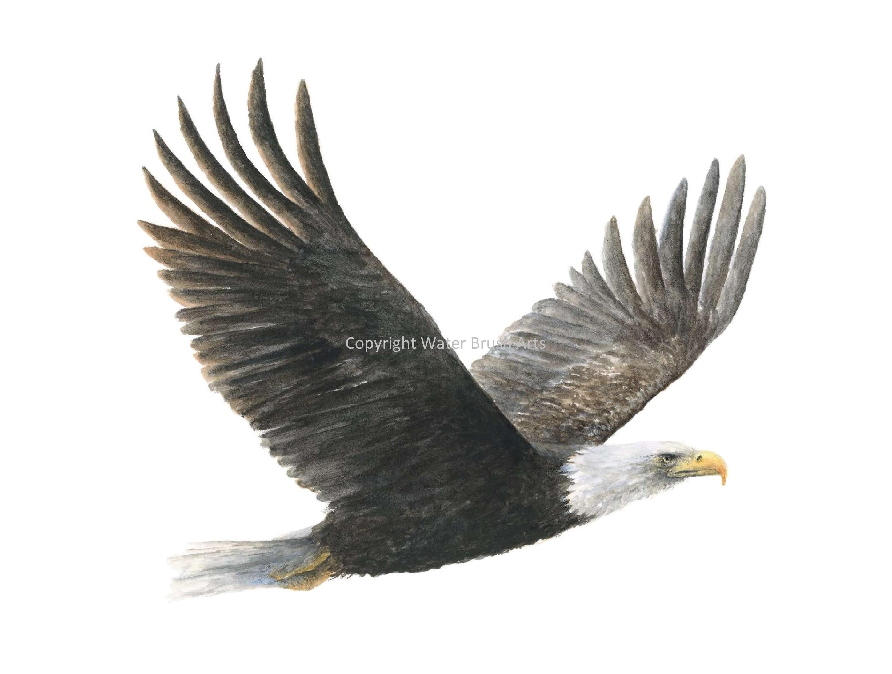 Bald Eagle Original Watercolor Painting - Etsy