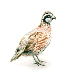 Bobwhite Watercolor Print