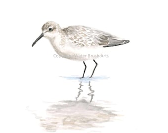 Shorebird 002 Original Watercolor Painting