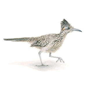 May include: A watercolor painting of a roadrunner bird with a long, pointed beak and a distinctive crest of feathers on its head. The bird is depicted in a walking pose with its legs outstretched and its tail feathers spread out behind it. The bird is painted in shades of brown, gray, and white, with a hint of orange on its beak.