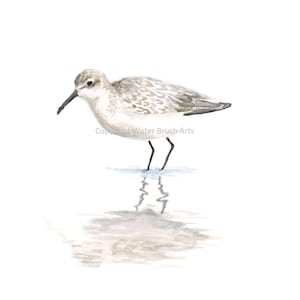 Shorebird 002 Watercolor Print