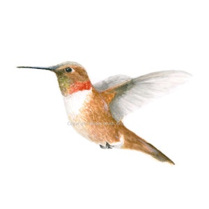 Rufous Hummingbird Watercolor Print