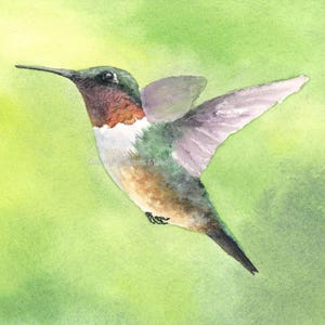Ruby-Throated Hummingbird 04 Original Watercolor Painting
