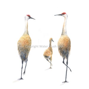Sandhill Crane Family 01 Watercolor Print