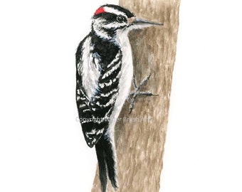Hairy Woodpecker Watercolor Print