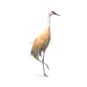 Sandhill Crane 03 Watercolor Print