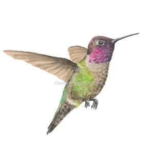 Anna&#39;s Hummingbird Watercolor Print
