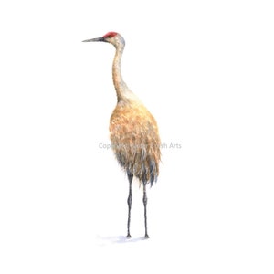 Sandhill Crane 02 Watercolor Print