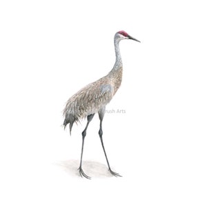 Sandhill Crane 01 Watercolor Print