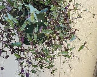 Bridal Veil Plant Etsy Bridal Veil Plant Etsy