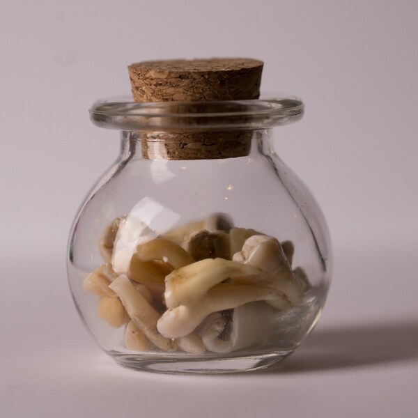 Teeth In Jar Human Teeth - Etsy