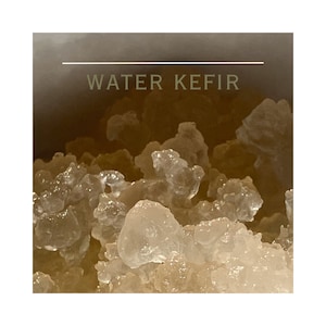 Tibicos water kefir SCOBY probiotic rich effervescent carbonated beverage bacteria culture human organism image 6