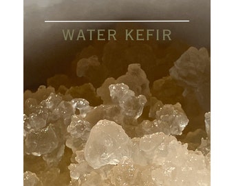 Tibicos water kefir SCOBY probiotic rich effervescent carbonated beverage bacteria culture human organism