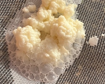 Organic, live, fresh kefir grains, healthy probiotic cultures fermented