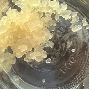 Tibicos water kefir SCOBY probiotic rich effervescent carbonated beverage bacteria culture human organism image 5