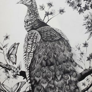 Peacock