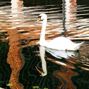 Foss Swansong & Swirls - Cartolina fotografica di qualità premium A5 di un cigno sul fiume Foss, York