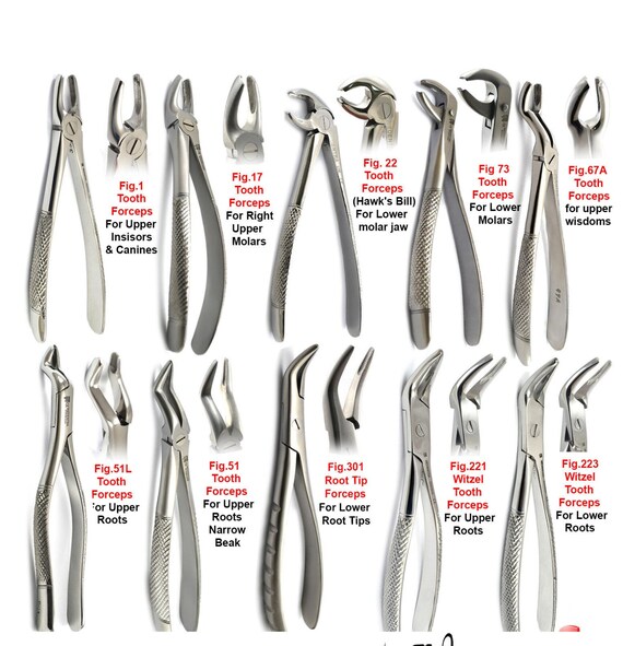 Mandibular Forceps Used In Dental Extractions 59 OFF