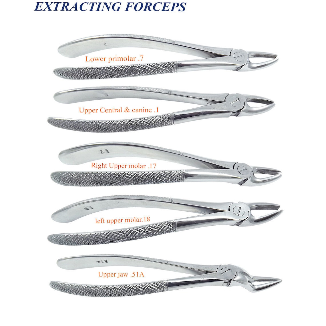 10 Piece Dental Tooth Extraction Forceps for Upper & Lower Molars Oral ...