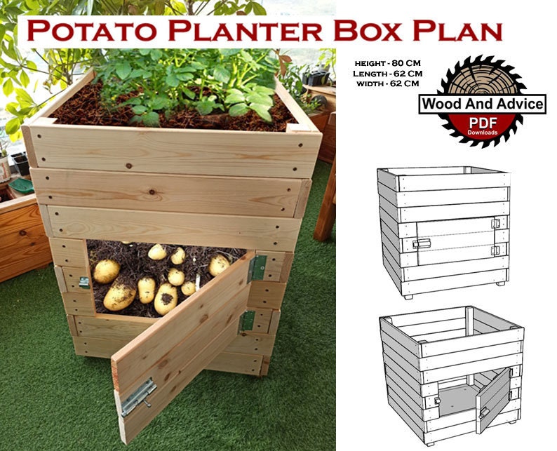 May include: A wooden potato planter box plan with a diagram showing the dimensions: 80 cm high, 62 cm long, and 62 cm wide. The plan includes a door for harvesting potatoes. The image also shows a real potato planter box with a door open, revealing potatoes growing inside.