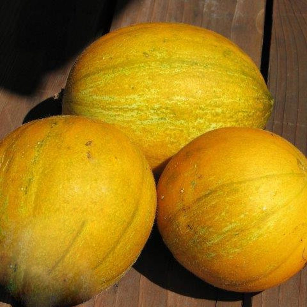 collective farm woman melon