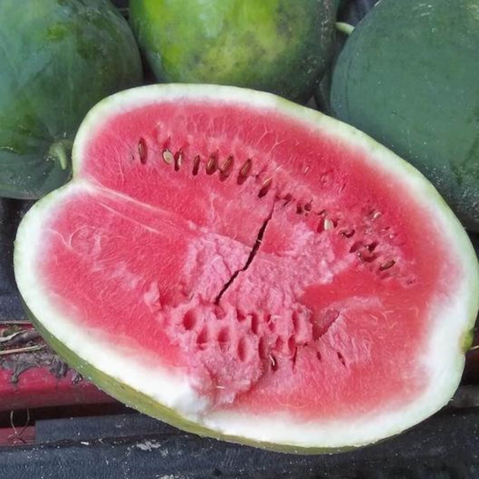 USA SELLER Black Diamond Watermelon 25 Seeds HEIRLOOM Etsy