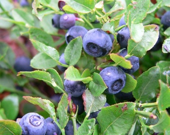 50 Northern Highbush Blueberry Seeds - Premium Heirloom Fruit Seeds for Home Gardening (USA Seller)