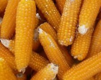 USA SELLER Lady Fingers Popcorn 25 seeds HEIRLOOM(Zea mays)