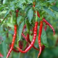 USA SELLER Chile de Arbol (Tree Pepper) Hot Pepper 25 seeds HEIRLOOM (Capsicum anuum)