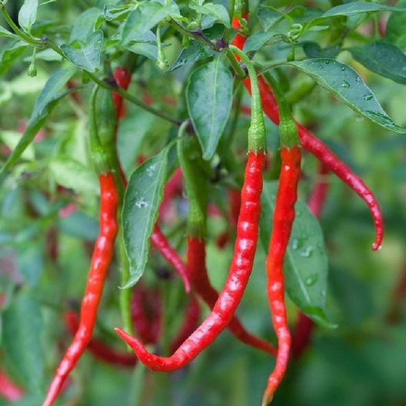 USA SELLER Chile de Arbol (Tree Pepper) Hot Pepper 25 seeds HEIRLOOM (Capsicum anuum)