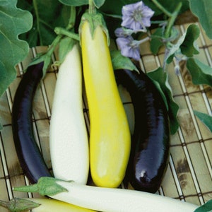 USA SELLER Oriental Fingerling Eggplant Mix 25 seeds HEIRLOOM (Solanum melongena)