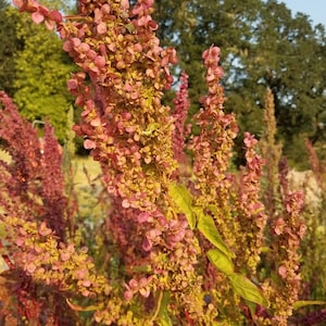 USA SELLER Ruby Gold Orach Summer Spinach 25 seeds HEIRLOOM (Atriplex hortensis)