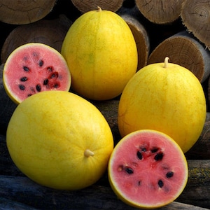 USA SELLER Golden Midget Watermelon 15 seeds HEIRLOOM ((Limited Supply)) (Citrullus lanatus)