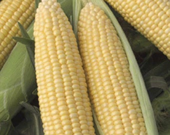 USA SELLER Passion Sweet Corn 25 seeds HEIRLOOM(Zea mays)