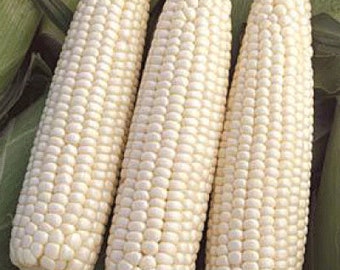 USA SELLER Devotion Sweet Corn 25 seeds HEIRLOOM(Zea mays)