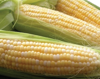 USA SELLER Double Standard Sweet Corn 25 seeds HEIRLOOM(Zea mays)