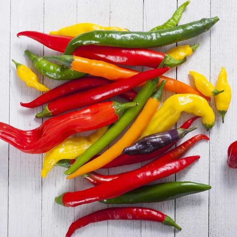 USA SELLER Rainbow Cayenne Hot Pepper Mix 25 Seeds HEIRLOOM Etsy