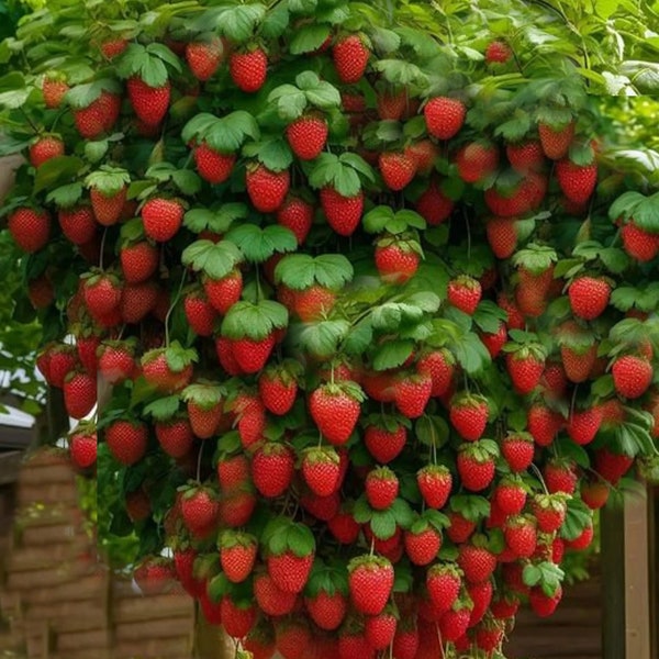 USA SELLER 50 Bonsai Strawberry bonsai tree seed and 50 Blueberry Bonsai seed HEIRLOOM